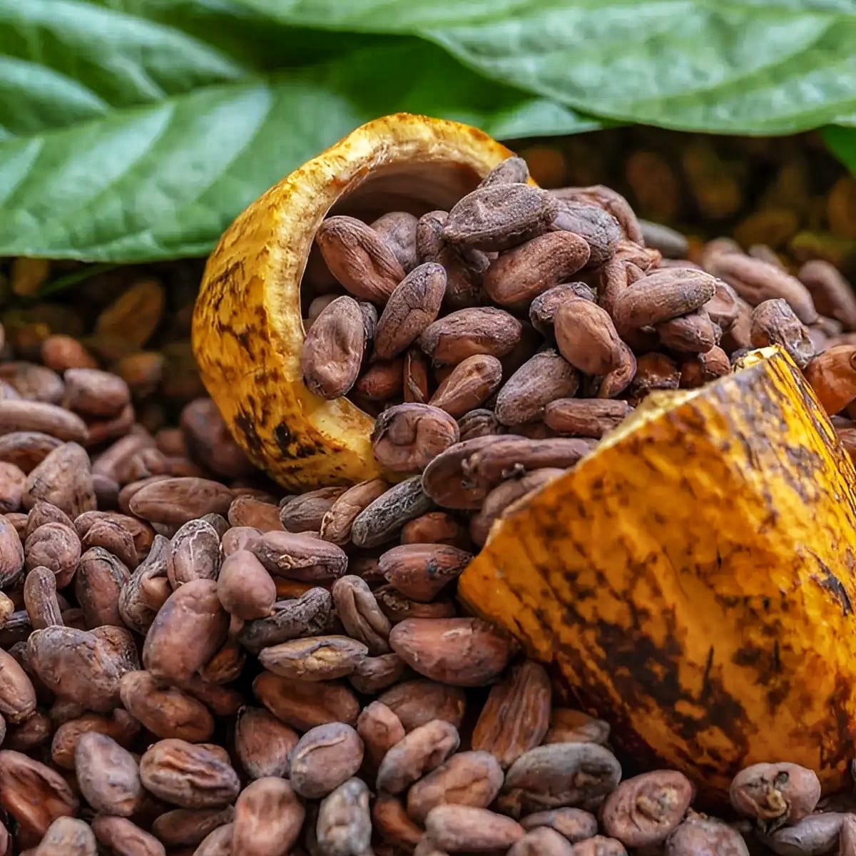 Cocoa and Coffee